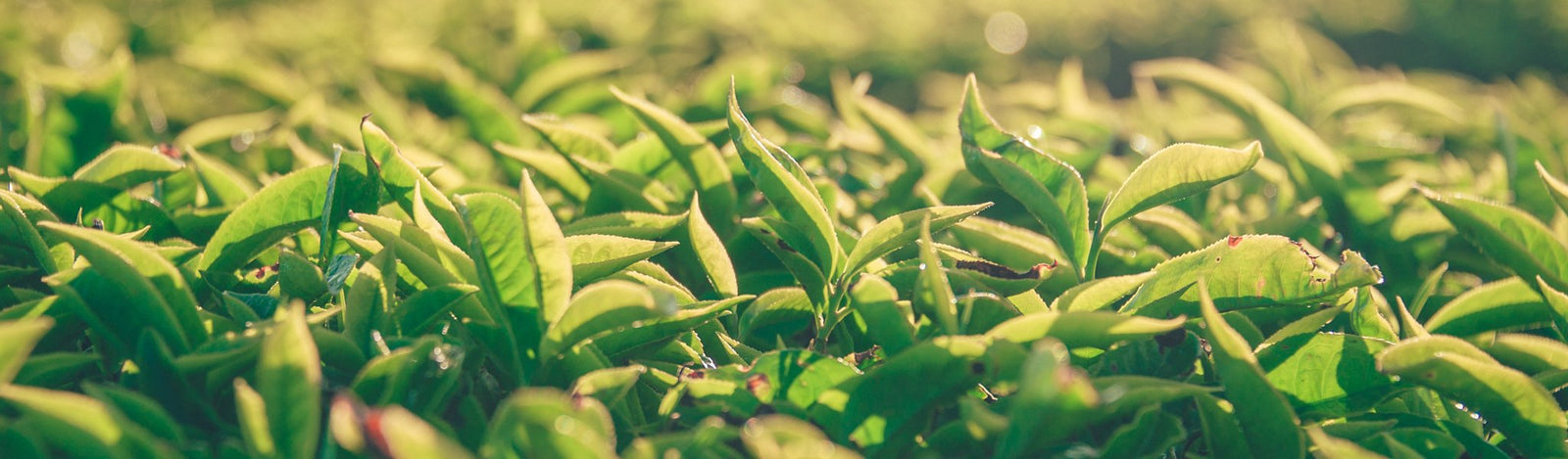 thés biologiques organic teas