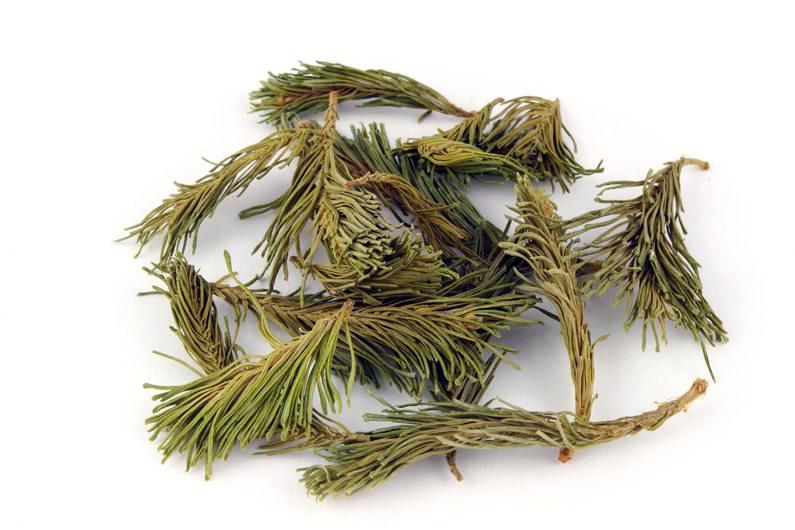 Sapin Baumier, tisane du Québec